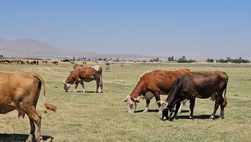 Arin Gölü Kurudu: Bölgedeki Su Sıkıntısı Derinleşiyor!