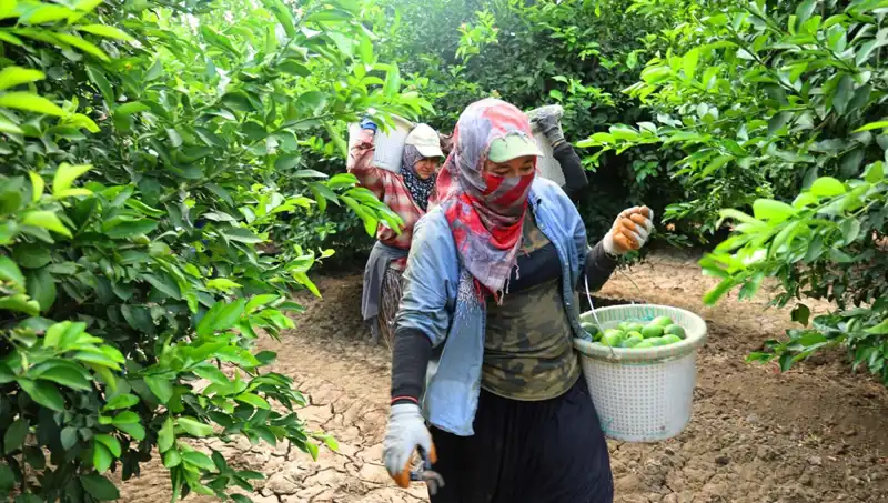 Marketlerdeki Domates Fiyatları Neden Artıyor? Yeni Hasat Umut Veriyor!