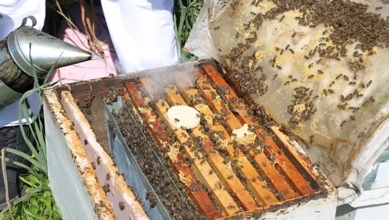 Genç Girişimciden Ata Mesleği Arıcılığa Yeni Bir Soluk: Yurt Dışına İhracat Yapıyor