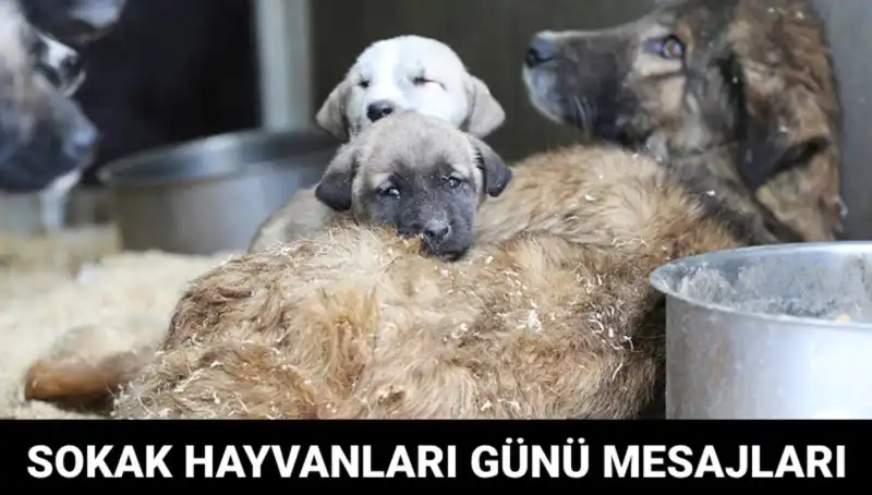 4 Ekim Dünya Sokak Hayvanları Günü: Sevgiyi Paylaşmanın Tam Zamanı