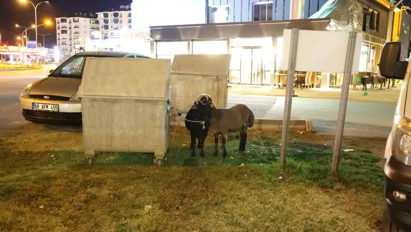 Mor Karaman Koyunlarının Yolda Terk Edilmesi: Hayvan Hakları İhlali Mi?