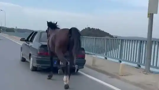 Adana’da Ata Eziyet Eden Kişiye Yüzde 75 Hapis Cezası Verildi!