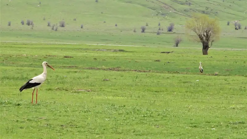 Leyleklerin Dönüşü: Muş Ovası'nda Bahar Coşkusu Başladı