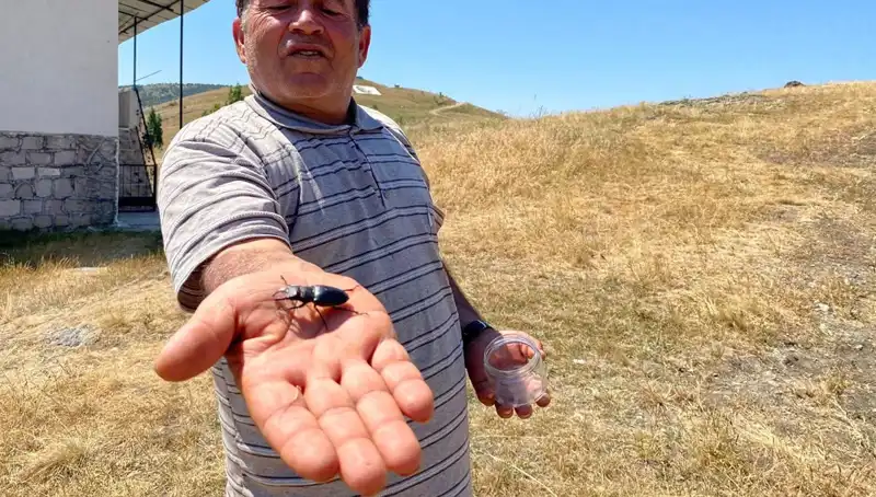 Sivas’ta Görülen Bu Böceği Kaldırmanın Cezası 557 Bin TL!