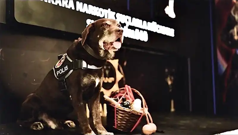 Ankara'nın Nazik Narkotik Köpeği Toma, 11 Yıl Sonra Emekli Oldu