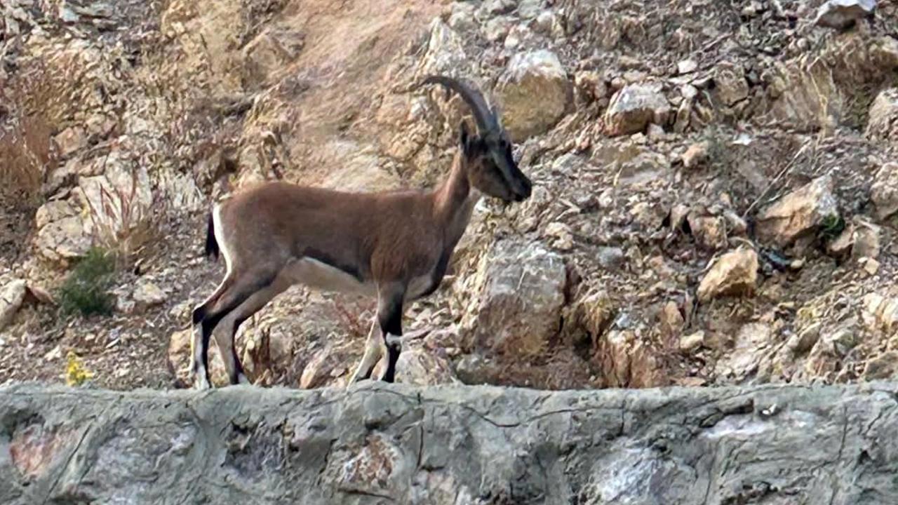 Yaban keçisini avlayan kişiye rekor ceza verildi