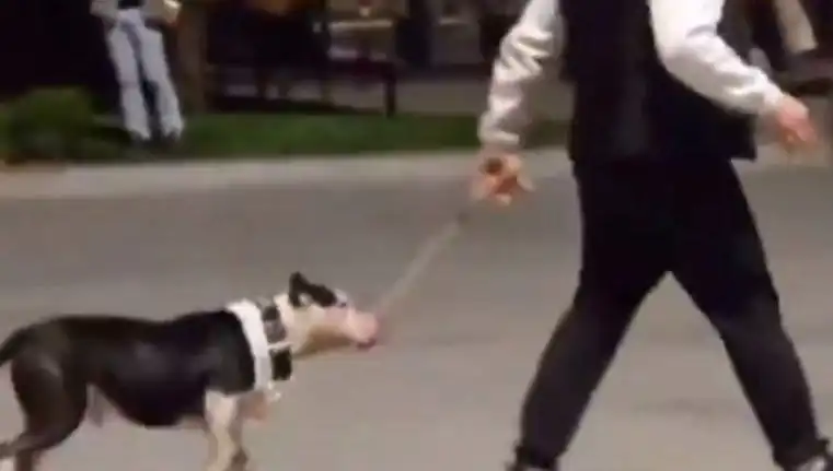 Ağızlıksız Pitbull'un Saldırısı: Sahiplerine Para Cezası Verildi