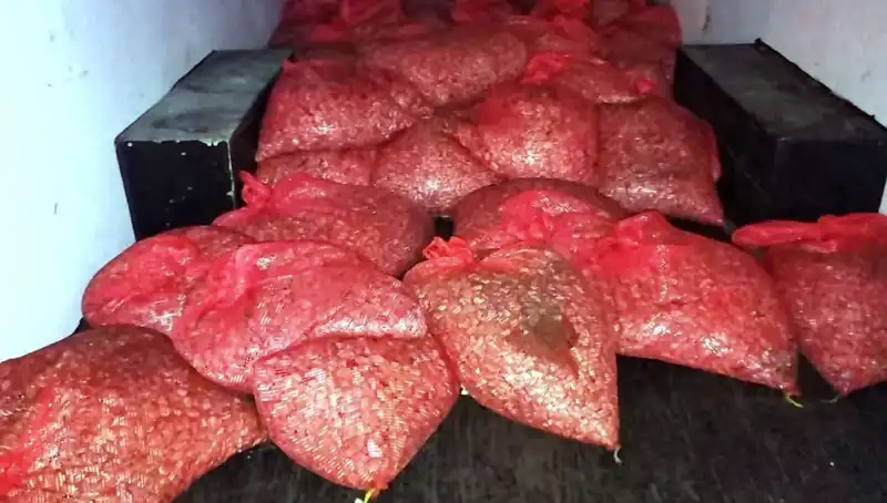 Samsun Limanı'nda 1,5 Ton Kaçak Midye Operasyonu: Sağlık Tehlikesi Mi?
