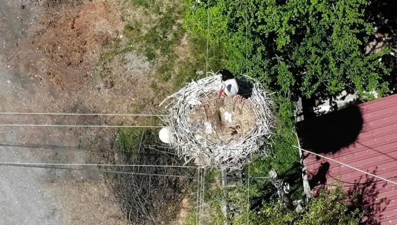 Baharın Müjdecisi Kuş: 22 Yıldır Aynı Yuvada Hayat Buluyor