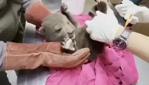 Karabük'te Yavru Bozayı Bulundu: Doğa Koruma Savaşında Yeni Bir Gelişme