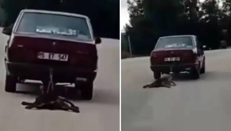 Savaş Köpeği: Otomobilin Takılı Halindeki Tüyler Ürpertici Görüntü