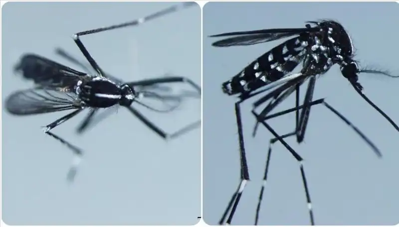 Chikungunya Virüsü Nedir? Belirtileri ve Enfekte Olduğu Ülkeler Hakkında Bilgiler