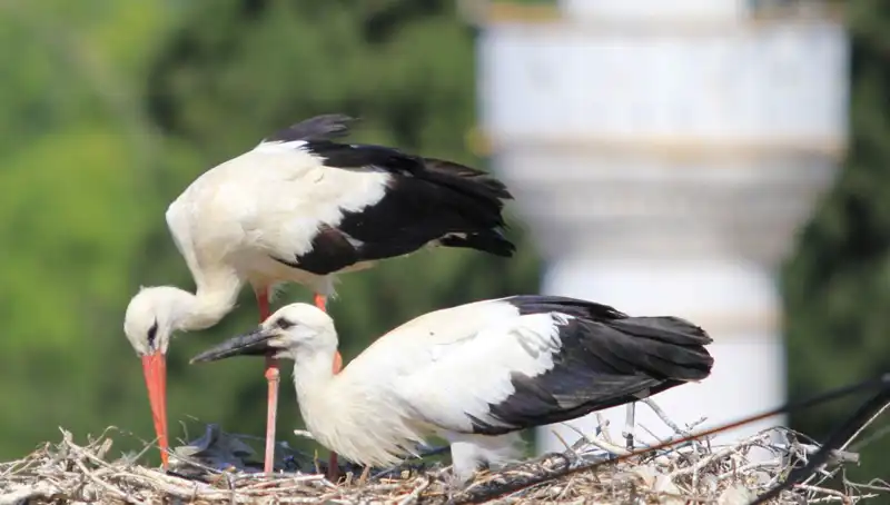 Leylek Köyü: Yaren Leyleği Kıskandıracak 8 Kat Fazla Yuva Var