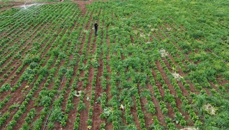 Kuraklık Marul Hasadını Tehdit Ediyor: Çiftçilerin Endişeleri Artıyor