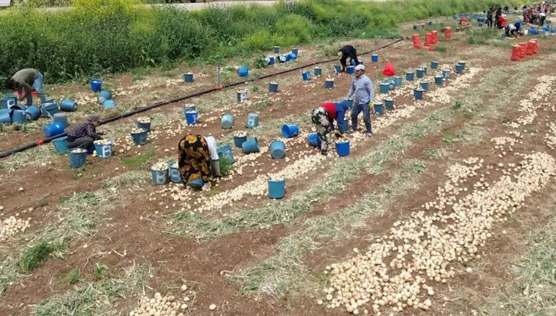2023 Soğan Hasadı Başladı: Fiyatlar Düşüşte, Tüketici Beklentileri Değişiyor